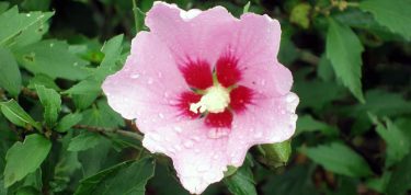 キム・スミの旦那は誰?彼女を支えた一般人男性