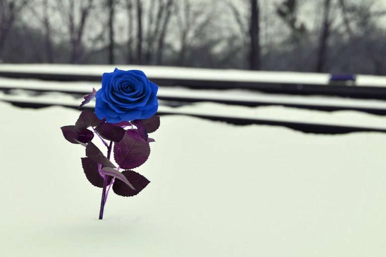 おかもとまりは頭おかしいのか？精神科の入院や宗教の真相について